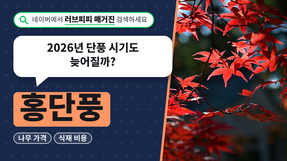 홍단풍